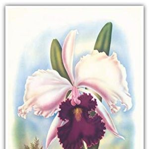 Meet your Posher, Nadine